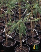 Picea omorika 'Bruns' Pa